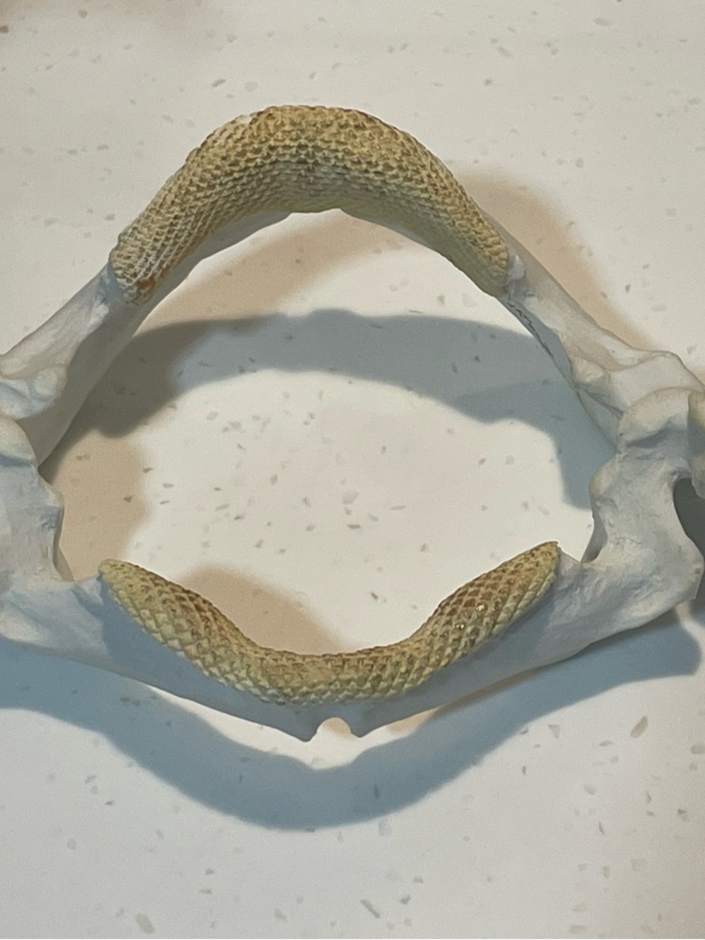 Stingray Jaw Replica
